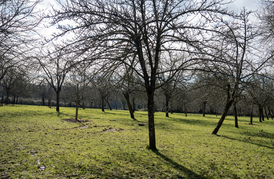 Pourquoi choisir le vinaigre de cidre Archie plutôt qu’un autre ?