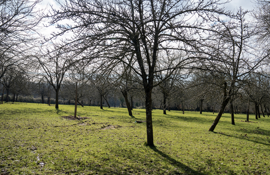 Pourquoi choisir le vinaigre de cidre Archie plutôt qu’un autre ?
