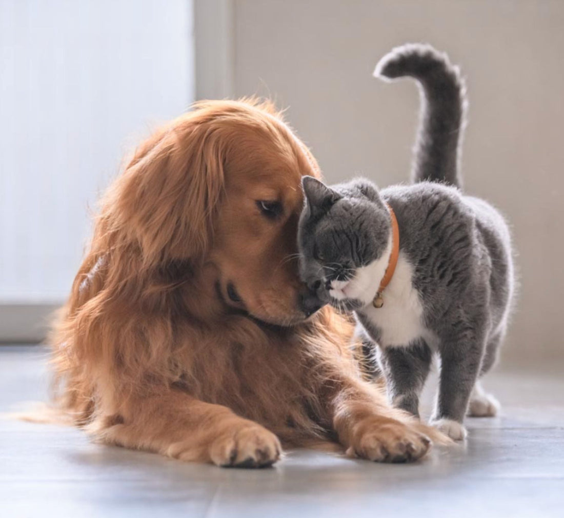 Vinaigre de cidre et animaux